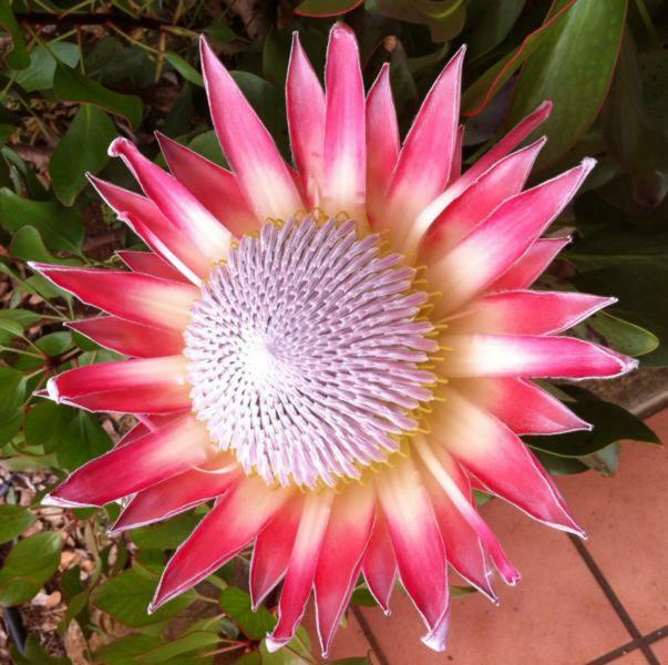Protea Cottage George Exteriér fotografie